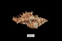 藏品(千手螺)的圖片